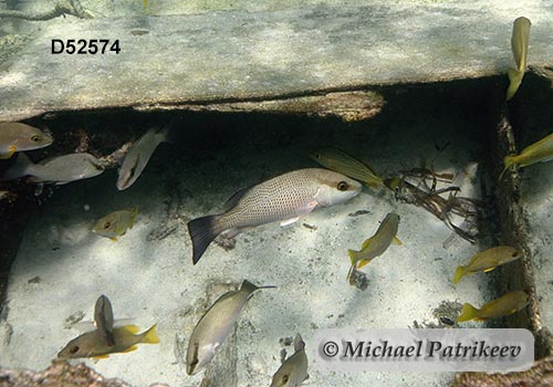 Lutjanus-griseus- Gray-Snapper